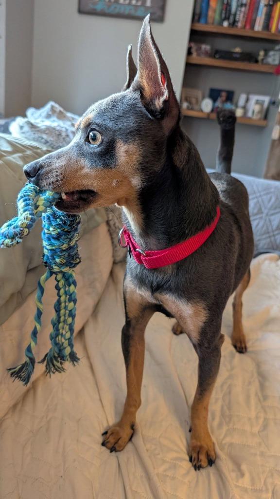 Enlarge Burlebo, a Adoptable mixed breed in Fond Du Lac, WI image 4/6