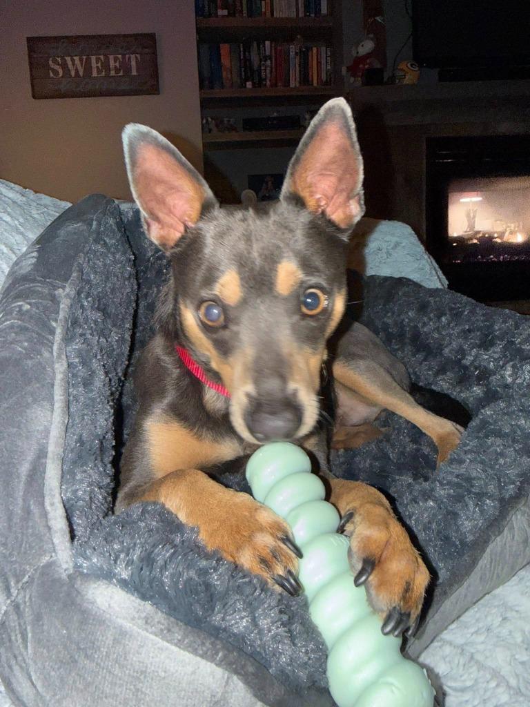 Enlarge Burlebo, a Adoptable mixed breed in Fond Du Lac, WI image 5/6