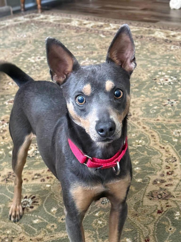 Enlarge Burlebo, a Adoptable mixed breed in Fond Du Lac, WI image 6/6