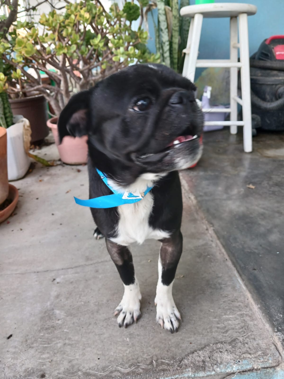 Thomas, Adopted, Adult Male Pug.