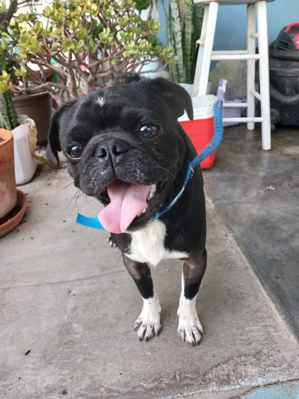 Thomas, a Adopted Pug in San Diego, CA image 2/3