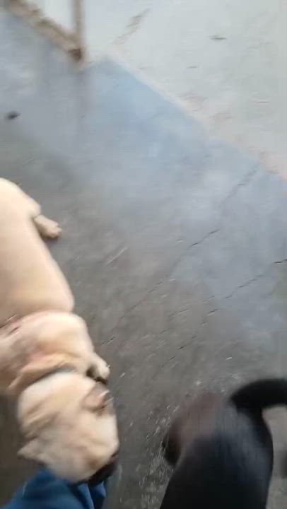 Enlarge Thomas, a Adopted Pug in San Diego, CA video 3/3