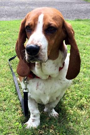 OAKLEY, Adopted, Young Female Basset Hound.