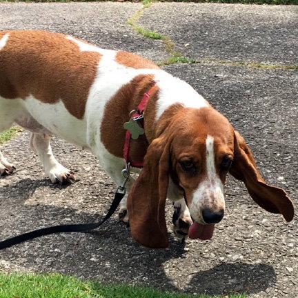 Enlarge OAKLEY, a Adopted Basset Hound in Mays Landing, NJ image 2/3