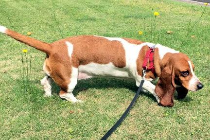 Enlarge OAKLEY, a Adopted Basset Hound in Mays Landing, NJ image 3/3