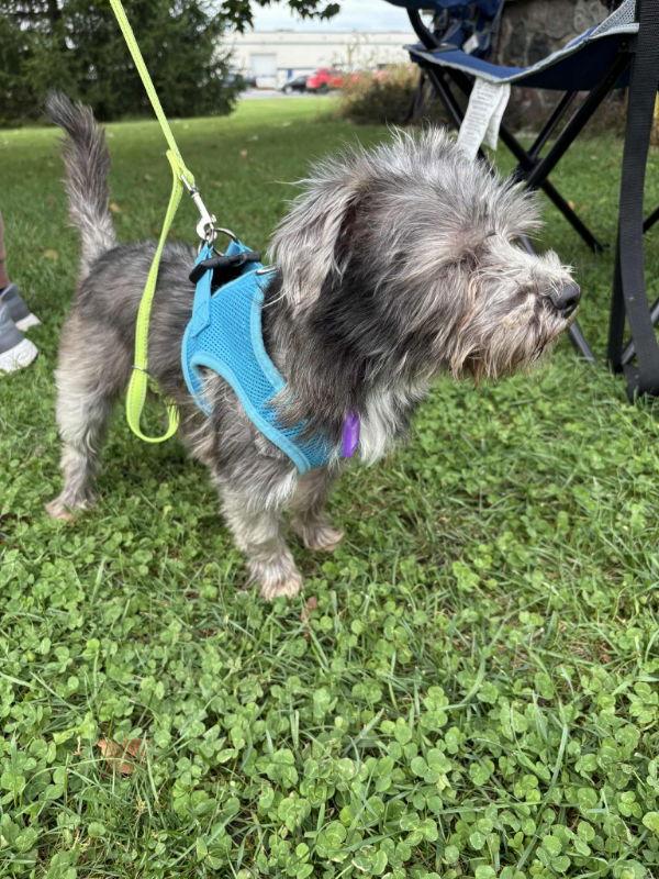 Salsa Ginger, Adoptable, Adult Female Schnauzer & Schnauzer.