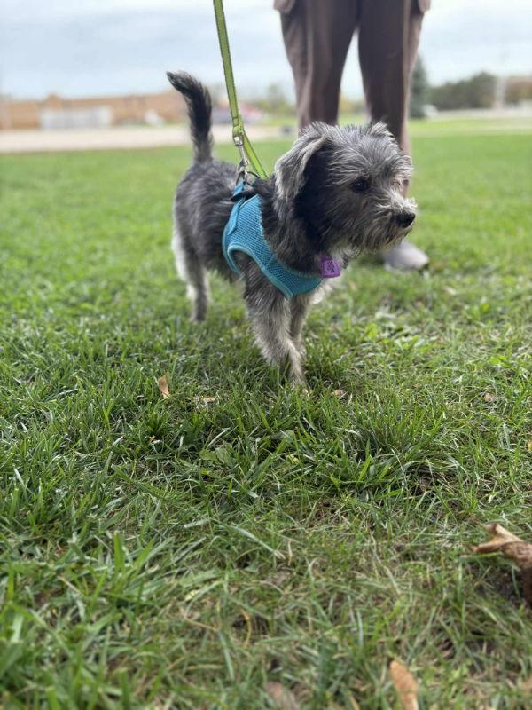 Salsa Ginger, a Adoptable mixed breed in Mukwonago, WI image 2/3