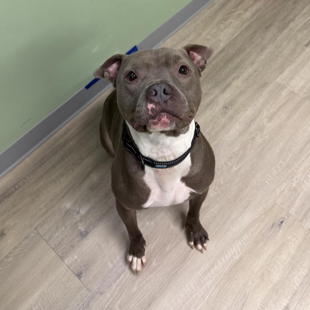 Piglet, Adoptable, Adult Male Pit Bull Terrier.