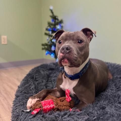 Enlarge Piglet, a Adoptable Pit Bull Terrier in Sullivan, IL image 1/4