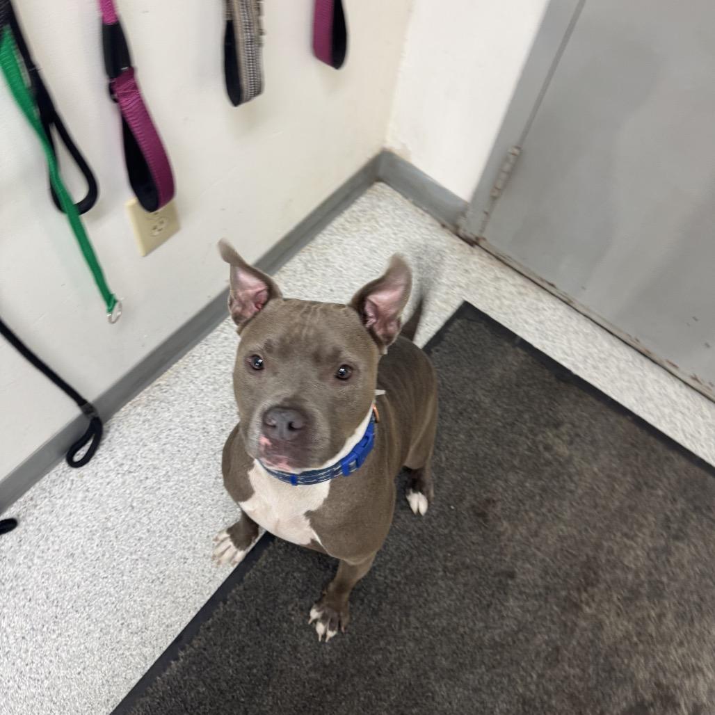 Enlarge Piglet, a Adoptable Pit Bull Terrier in Sullivan, IL image 2/4