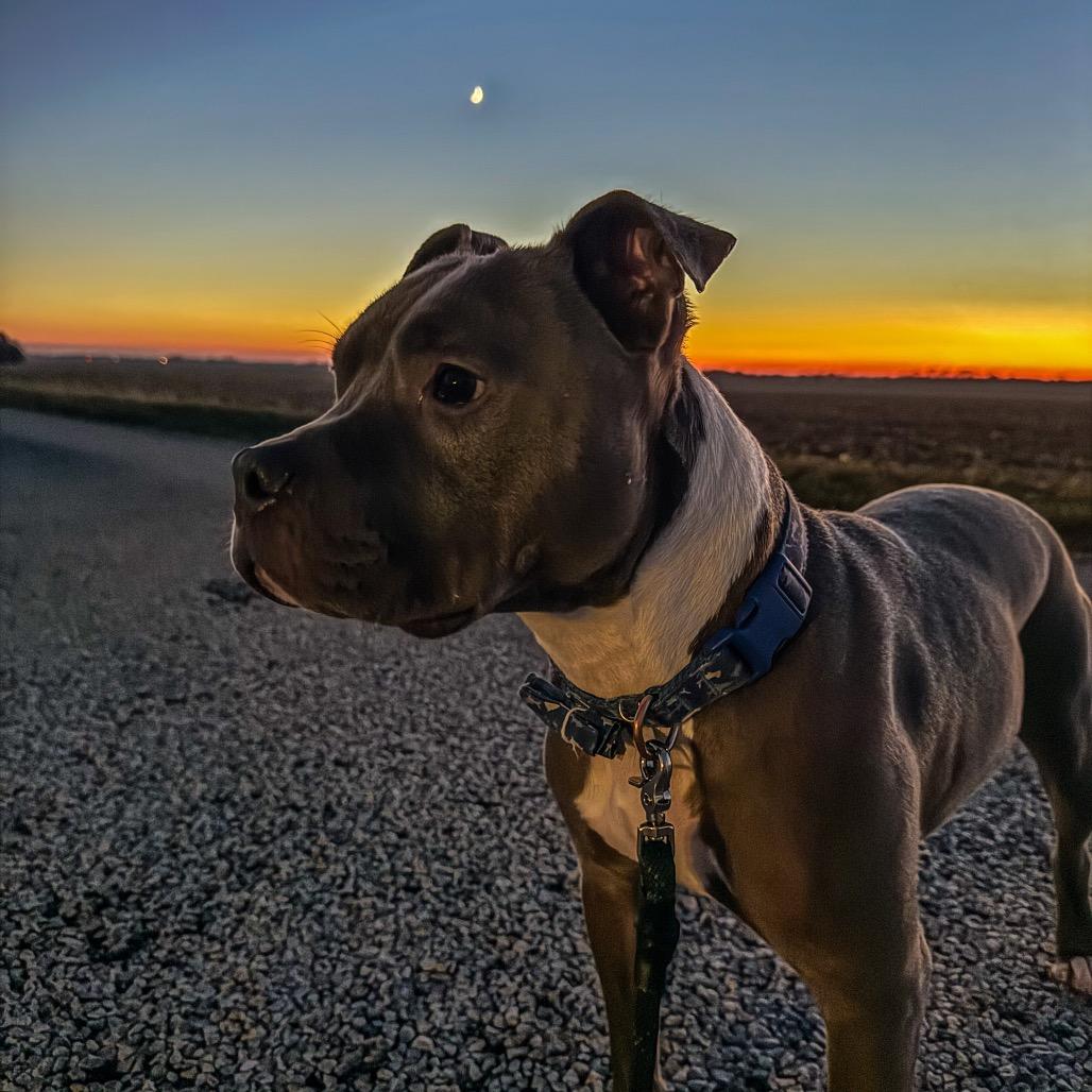 Enlarge Piglet, a Adoptable Pit Bull Terrier in Sullivan, IL image 3/4