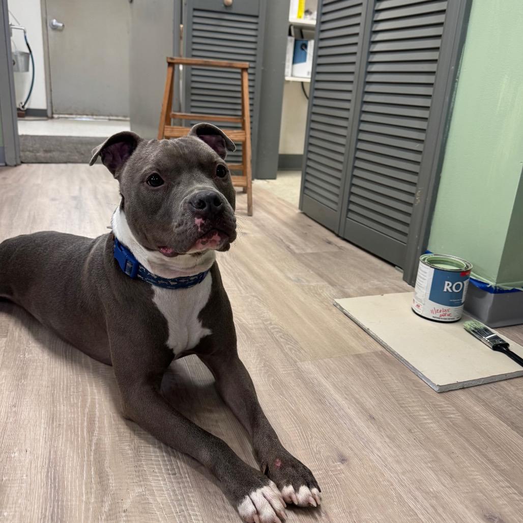 Enlarge Piglet, a Adoptable Pit Bull Terrier in Sullivan, IL image 4/4