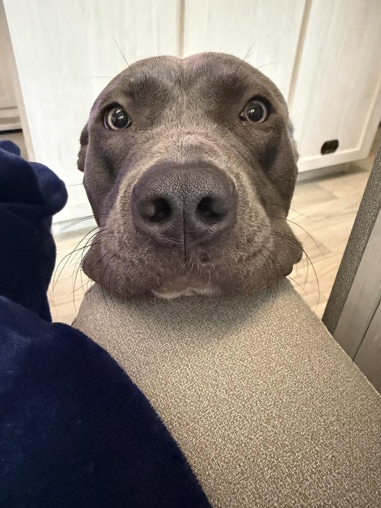 Enlarge Allie  (2026), a Adoptable mixed breed in Wenonah, NJ image 1/5