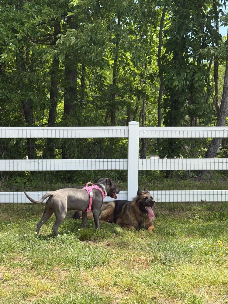 Enlarge Allie  (2026), a Adoptable mixed breed in Wenonah, NJ image 2/5