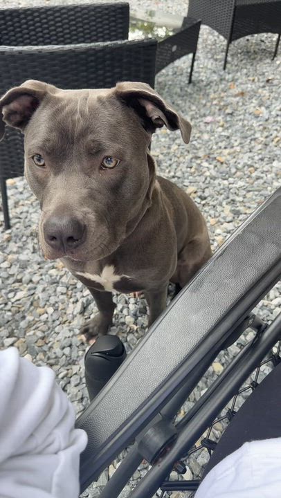 Enlarge Allie  (2026), a Adoptable mixed breed in Wenonah, NJ video 5/5