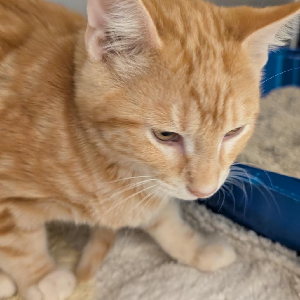 Paul, Adoptable, Kitten Male Domestic Short Hair.