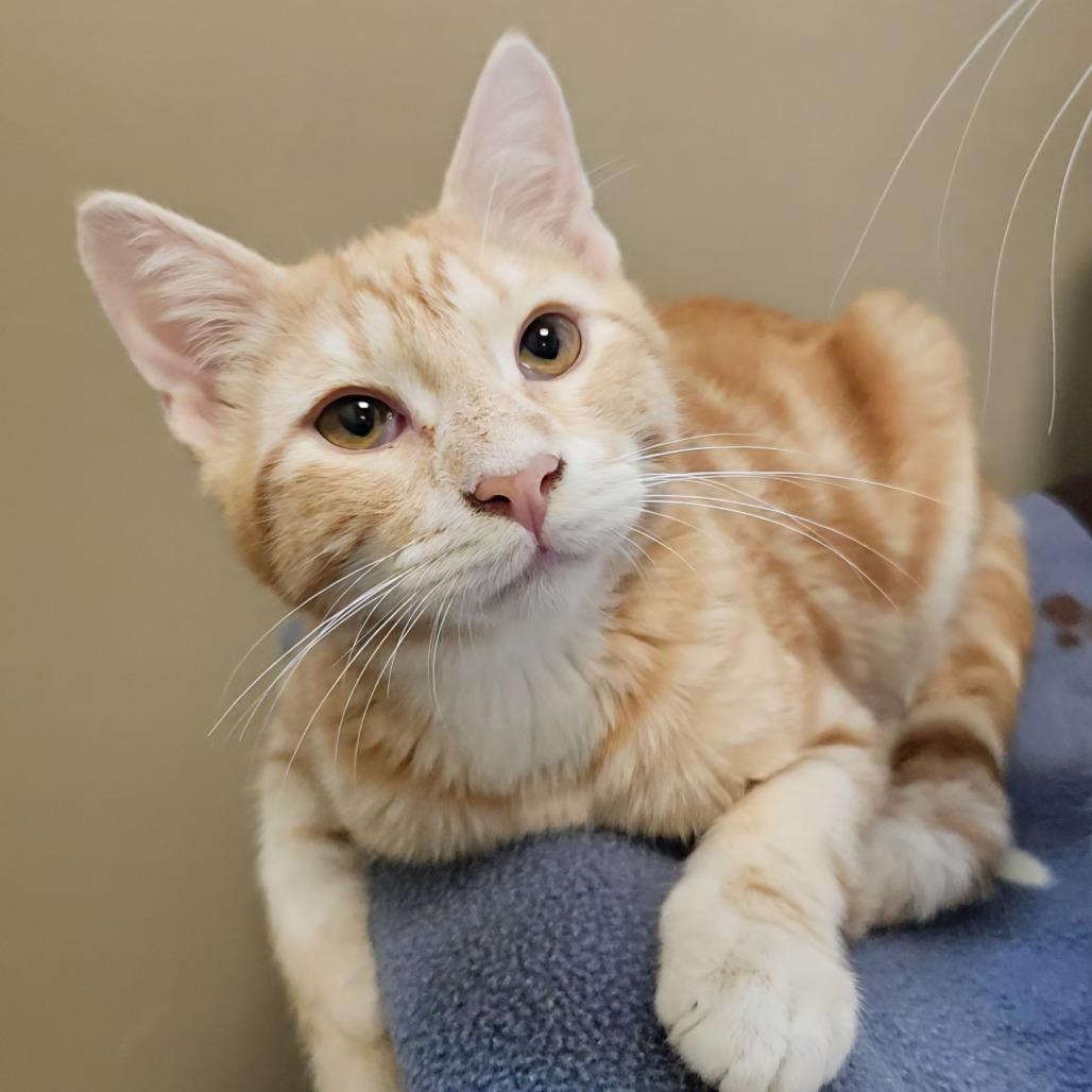 Enlarge Paul, a Adoptable Domestic Short Hair in Sonoma, CA image 2/6