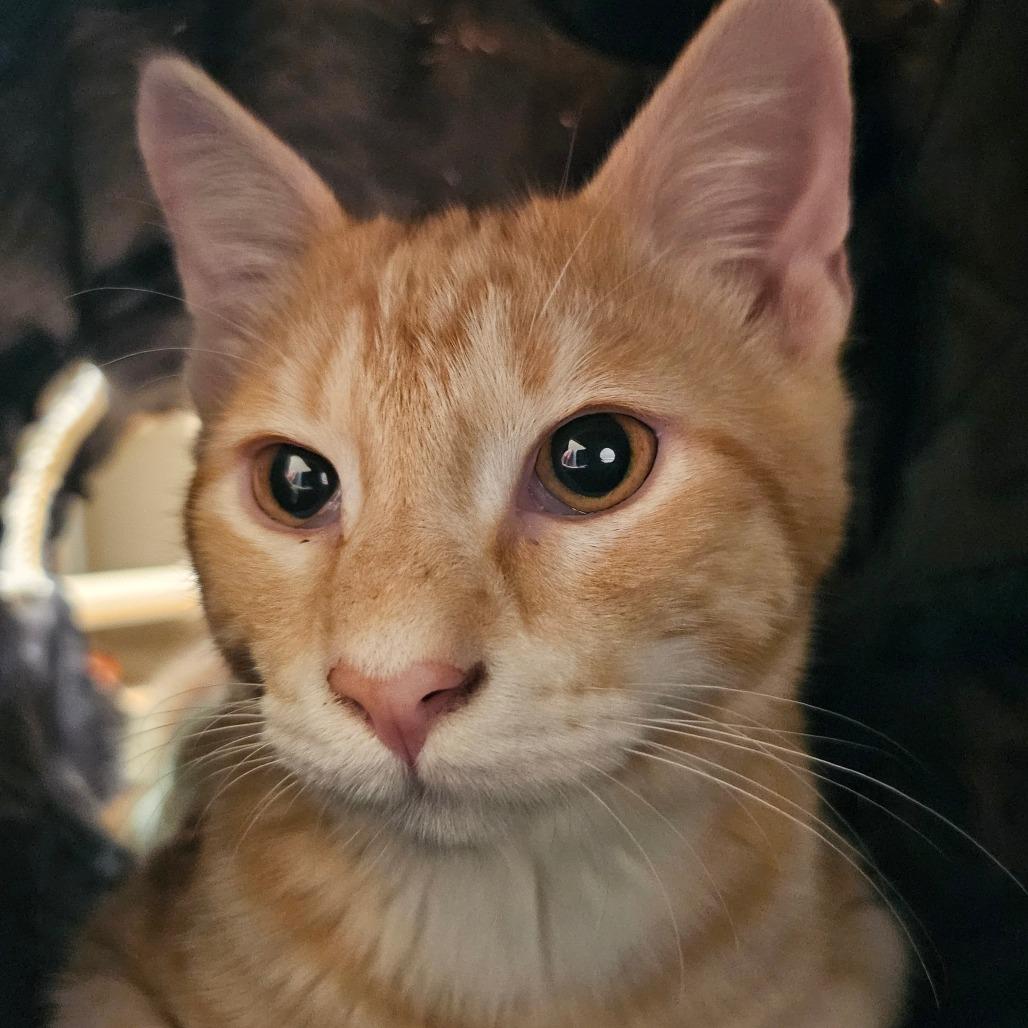 Enlarge Paul, a Adoptable Domestic Short Hair in Sonoma, CA image 3/6