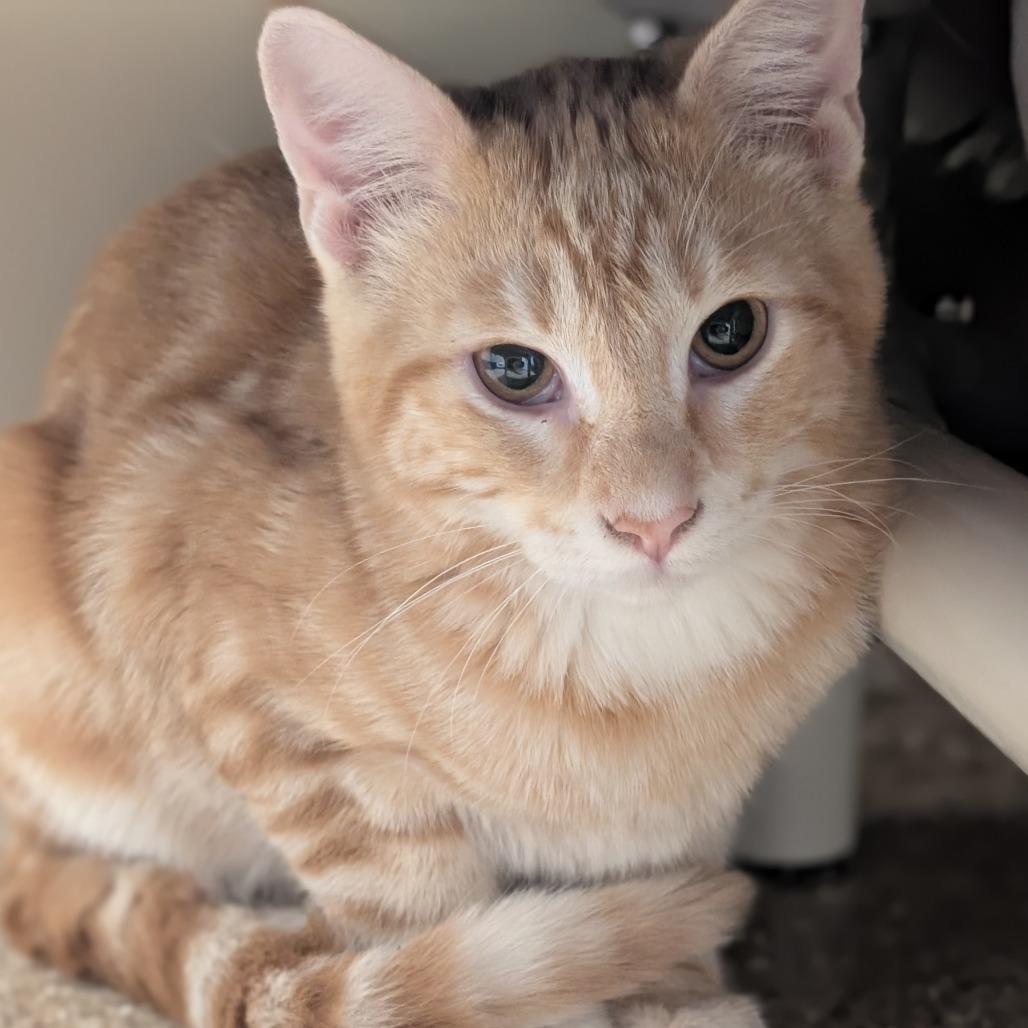Enlarge Paul, a Adoptable Domestic Short Hair in Sonoma, CA image 4/6