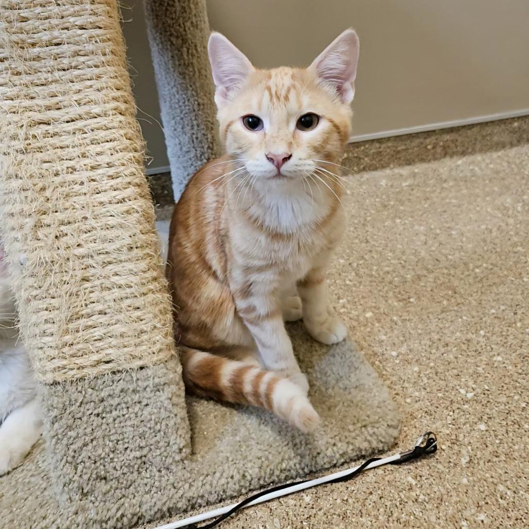 Enlarge Paul, a Adoptable Domestic Short Hair in Sonoma, CA image 5/6