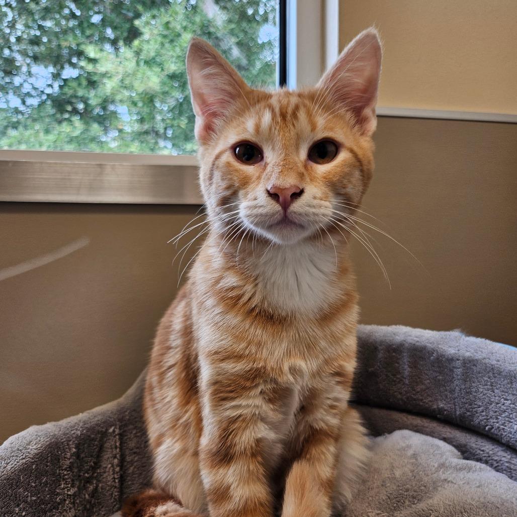 Enlarge Paul, a Adoptable Domestic Short Hair in Sonoma, CA image 6/6