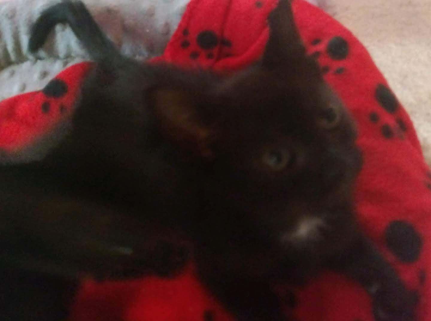 Gouda, a Adopted Domestic Short Hair in Tampa, FL image 1/2