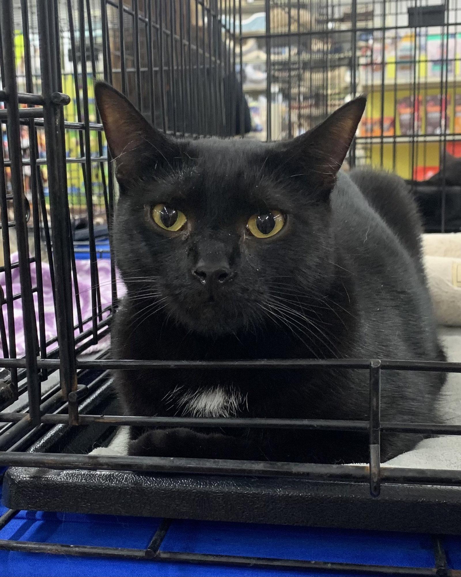 Gouda, a Adopted Domestic Short Hair in Tampa, FL image 2/2