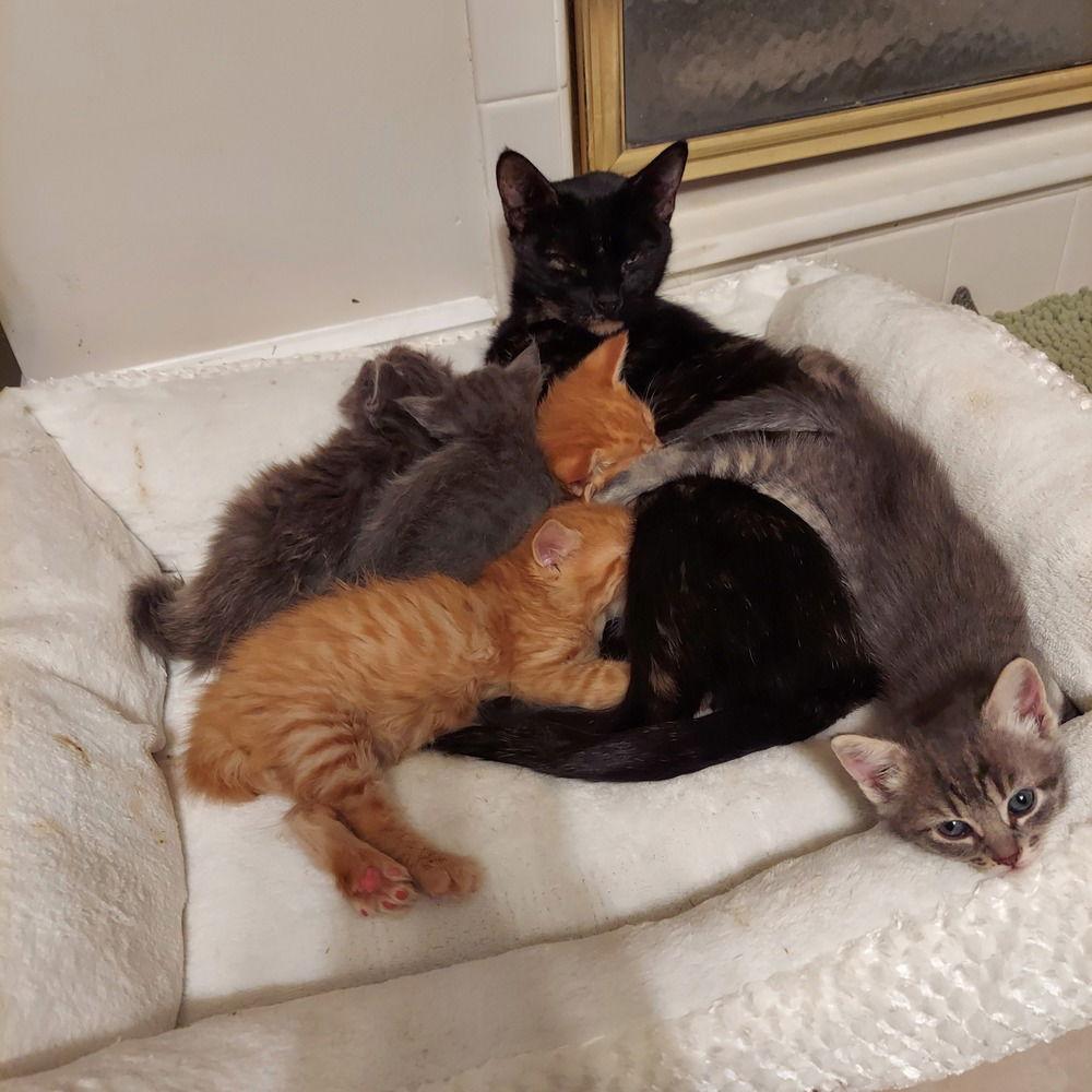 Pryss (AKA as Priscilla or Pri-Pri), Adoptable, Adult Female Domestic Short Hair & Domestic Short Hair.