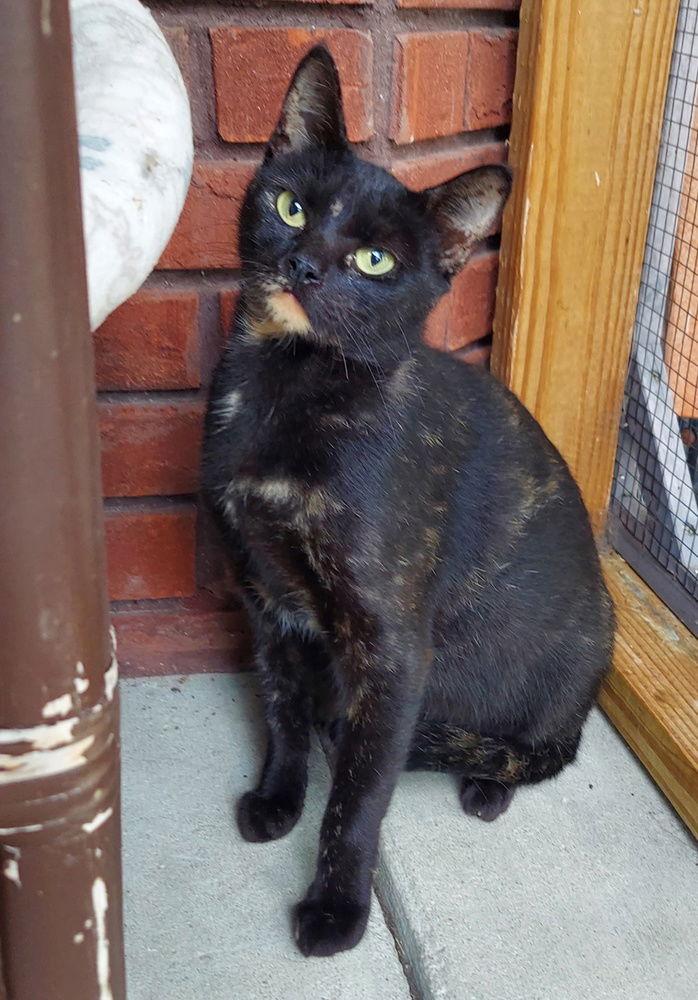 Pryss (AKA as Priscilla or Pri-Pri), a Adoptable mixed breed in Panama city, FL image 2/3