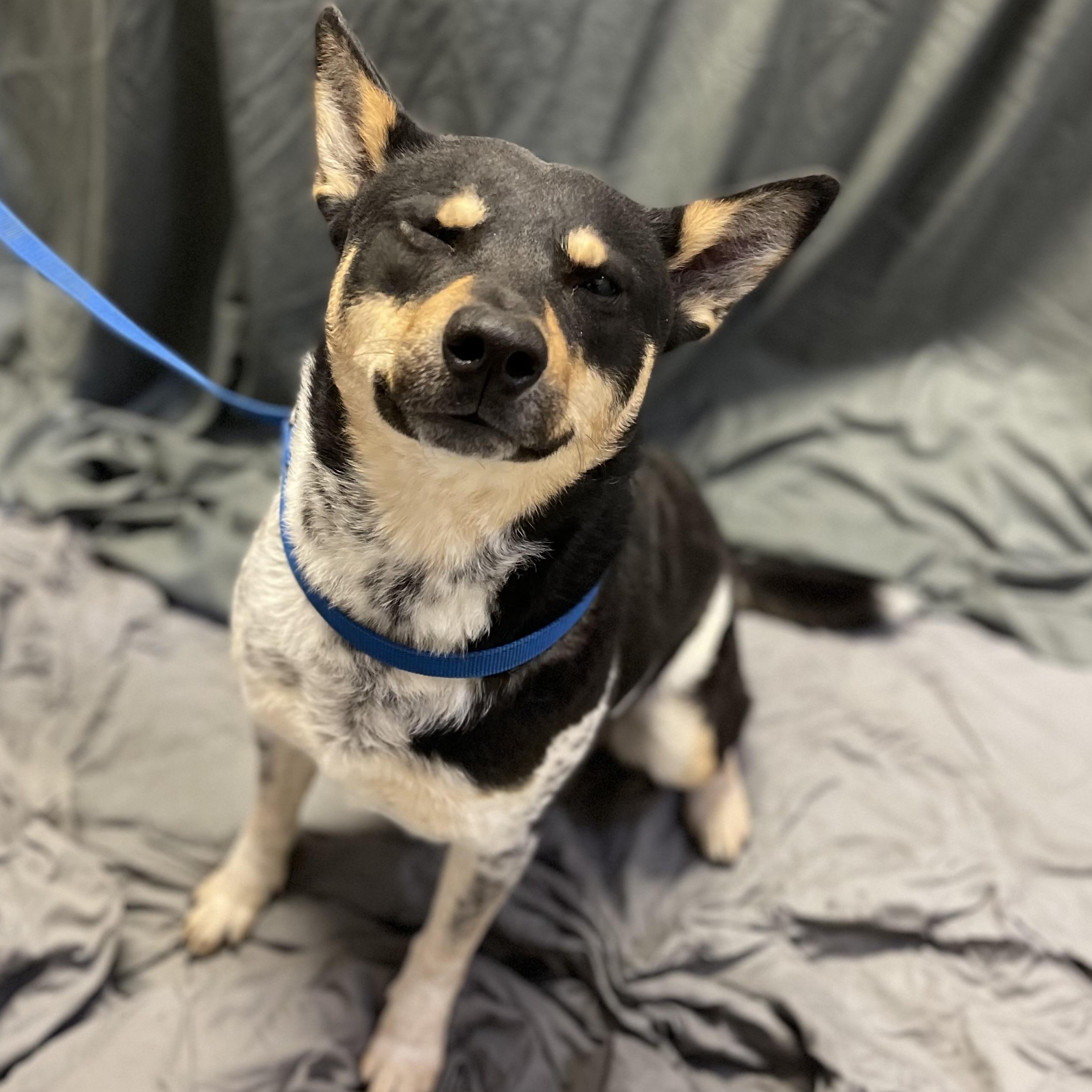 Enlarge Merphy, a ADOPTABLE Australian Cattle Dog / Blue Heeler in Farmville, VA image 2/3