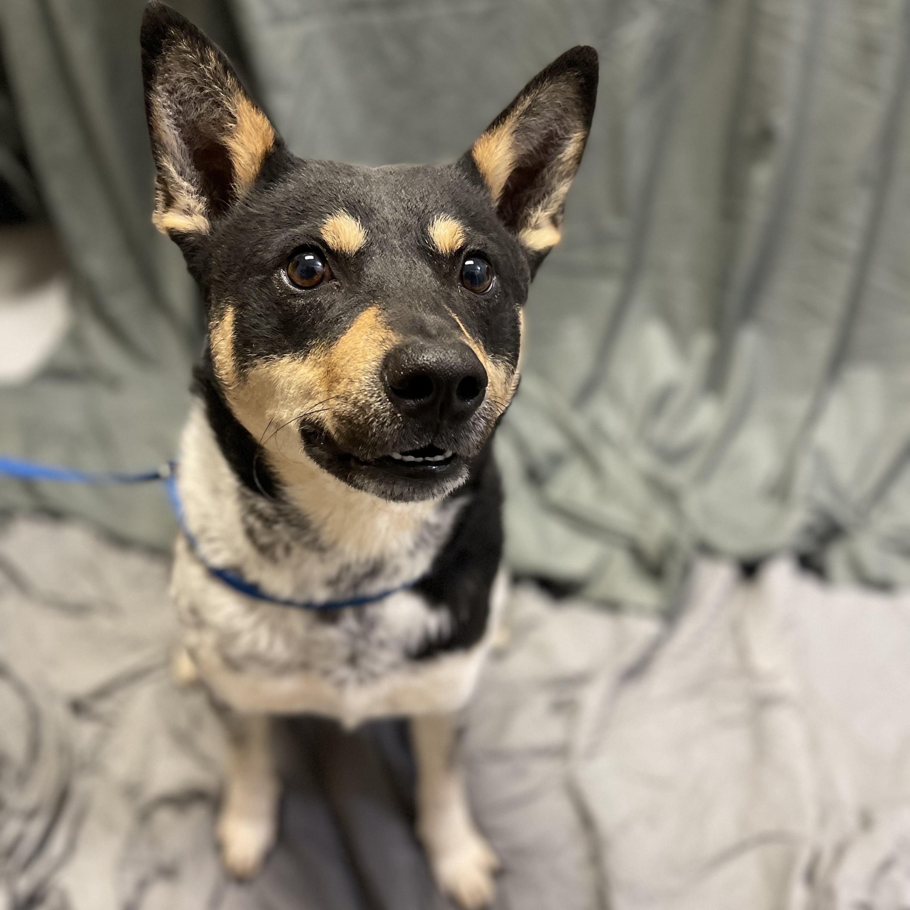 Merphy, ADOPTABLE, Adult Male Australian Cattle Dog / Blue Heeler.