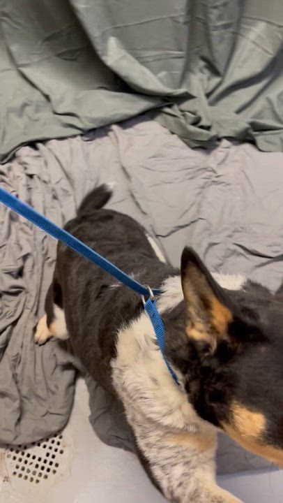 Enlarge Merphy, a ADOPTABLE Australian Cattle Dog / Blue Heeler in Farmville, VA video 3/3