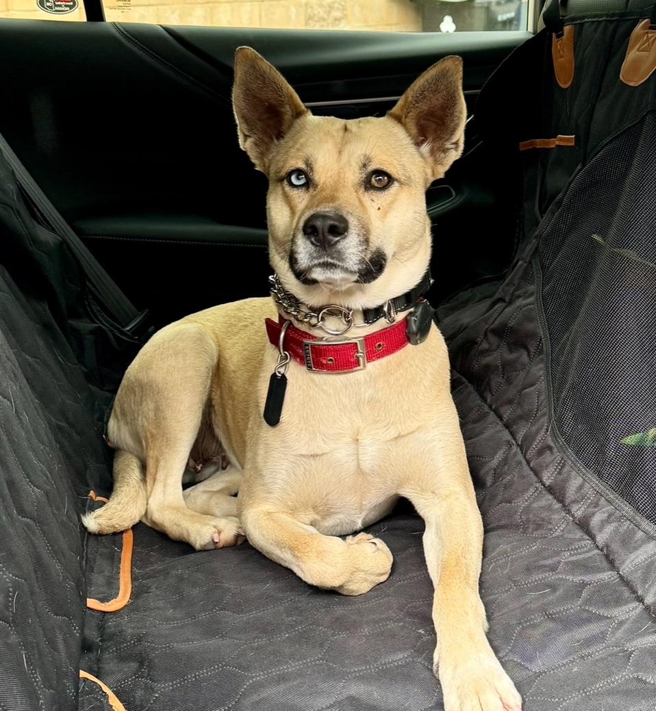 GIA, an adoptable Shepherd in Thousand Oaks, CA image 4/6