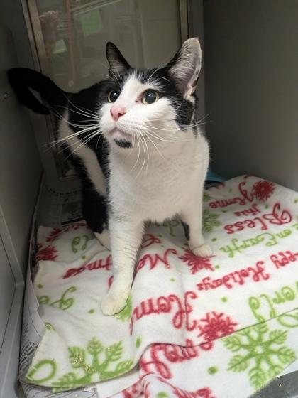 Salem, Adoptable, Kitten Male Domestic Short Hair & Domestic Short Hair.