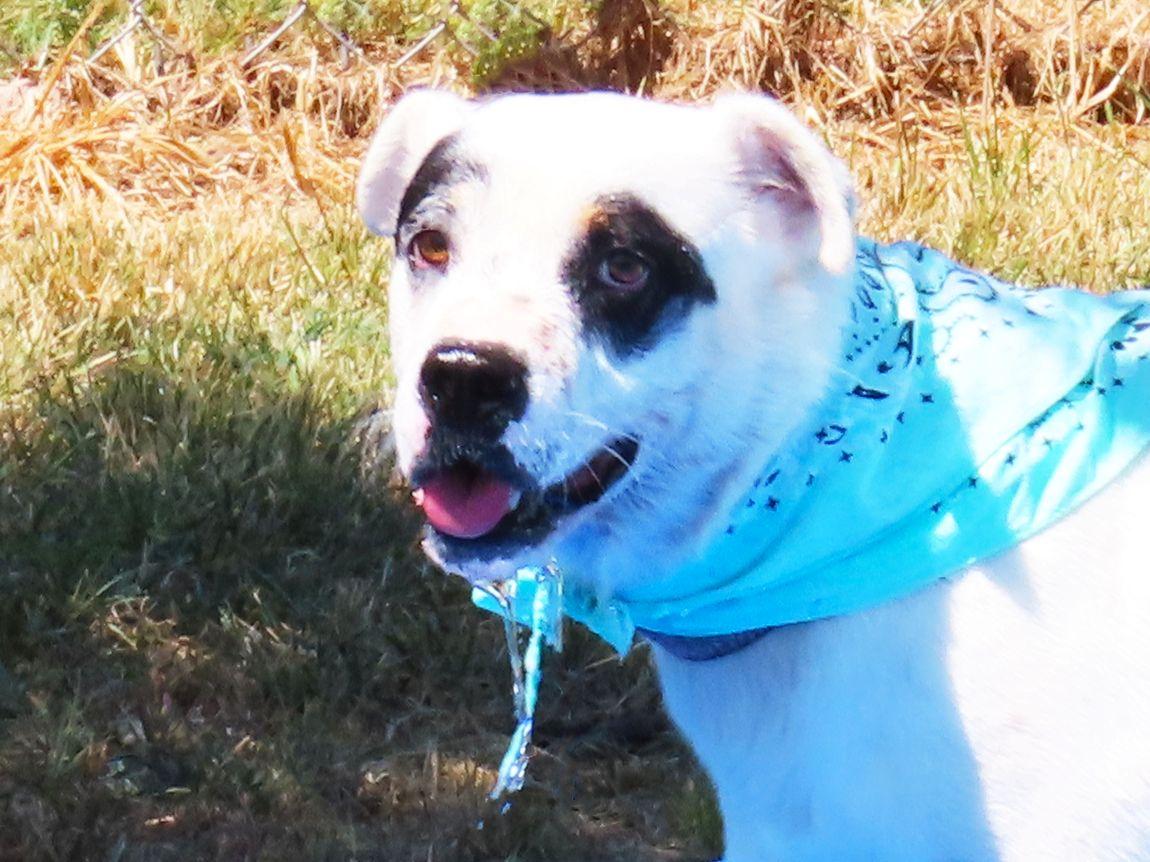 Enlarge Suzi Q 26C-196, a ADOPTABLE mixed breed in Rogers, AR image 1/5
