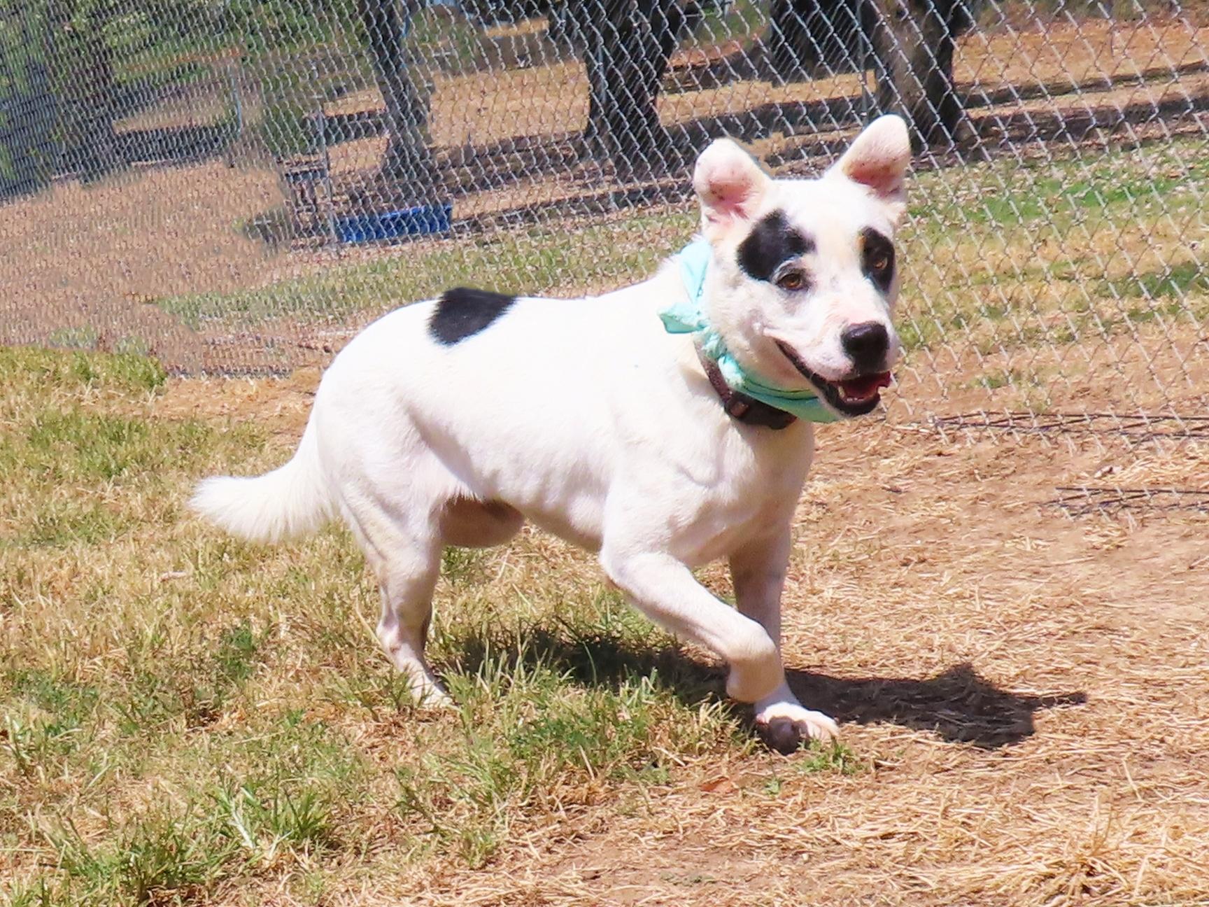 Enlarge Suzi Q 26C-196, a ADOPTABLE mixed breed in Rogers, AR image 5/5