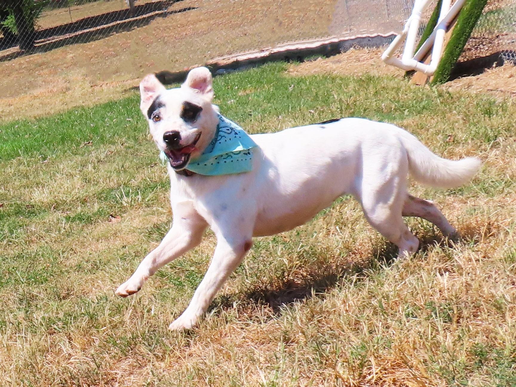 Enlarge Suzi Q 26C-196, a ADOPTABLE mixed breed in Rogers, AR image 3/5
