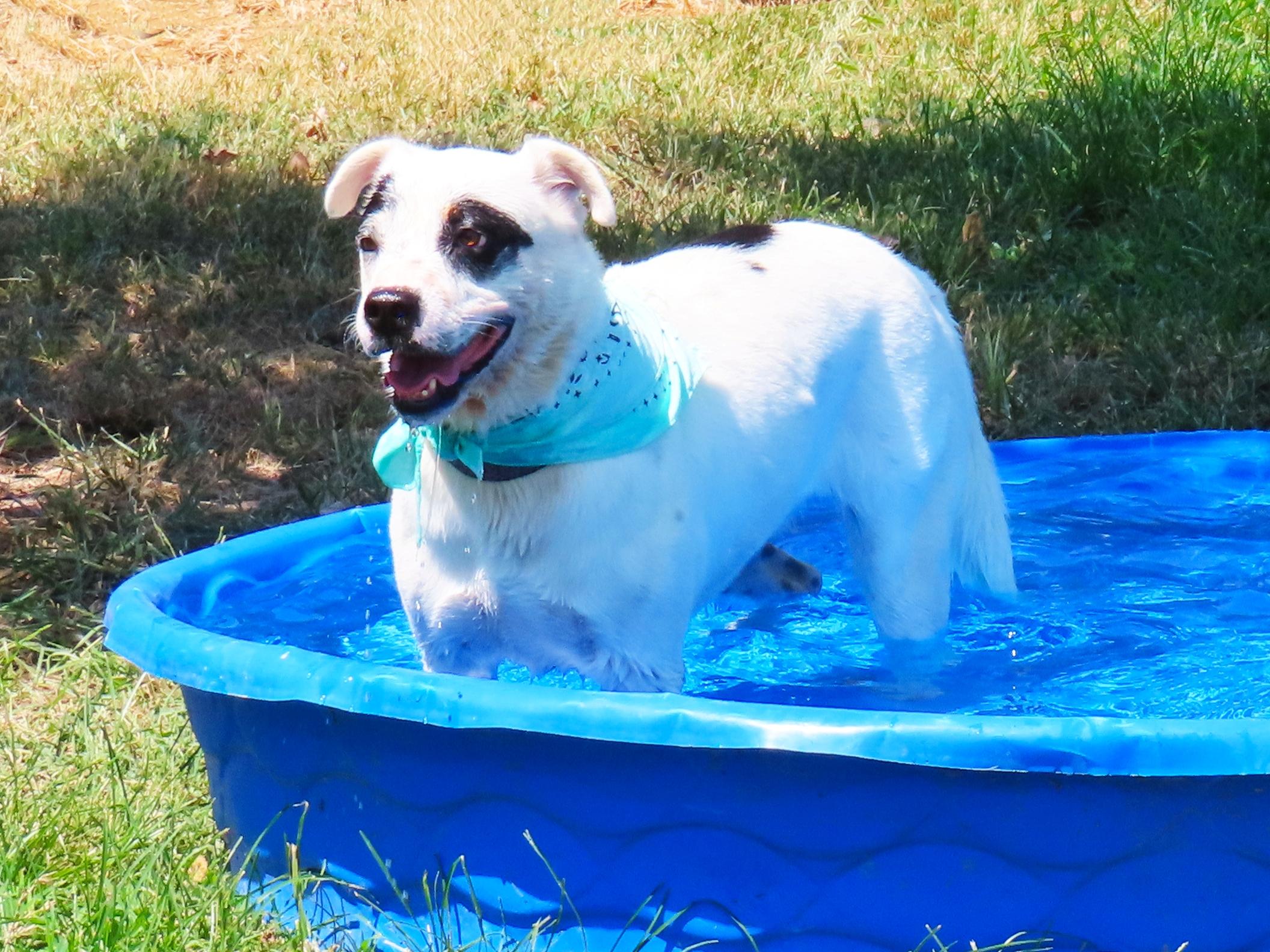 Enlarge Suzi Q 26C-196, a ADOPTABLE mixed breed in Rogers, AR image 4/5