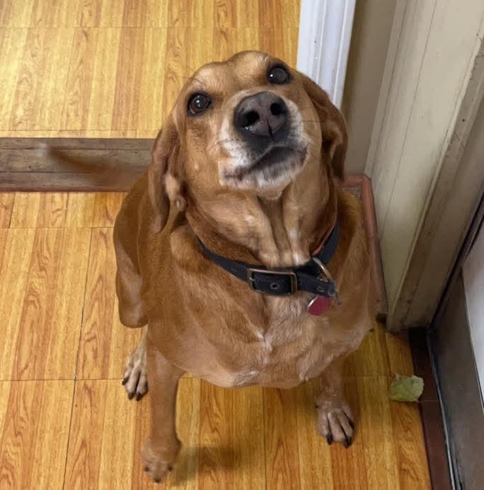 Gracie