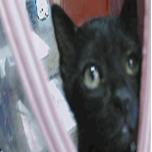 JellyBean, Adoptable, Kitten Female Domestic Short Hair.
