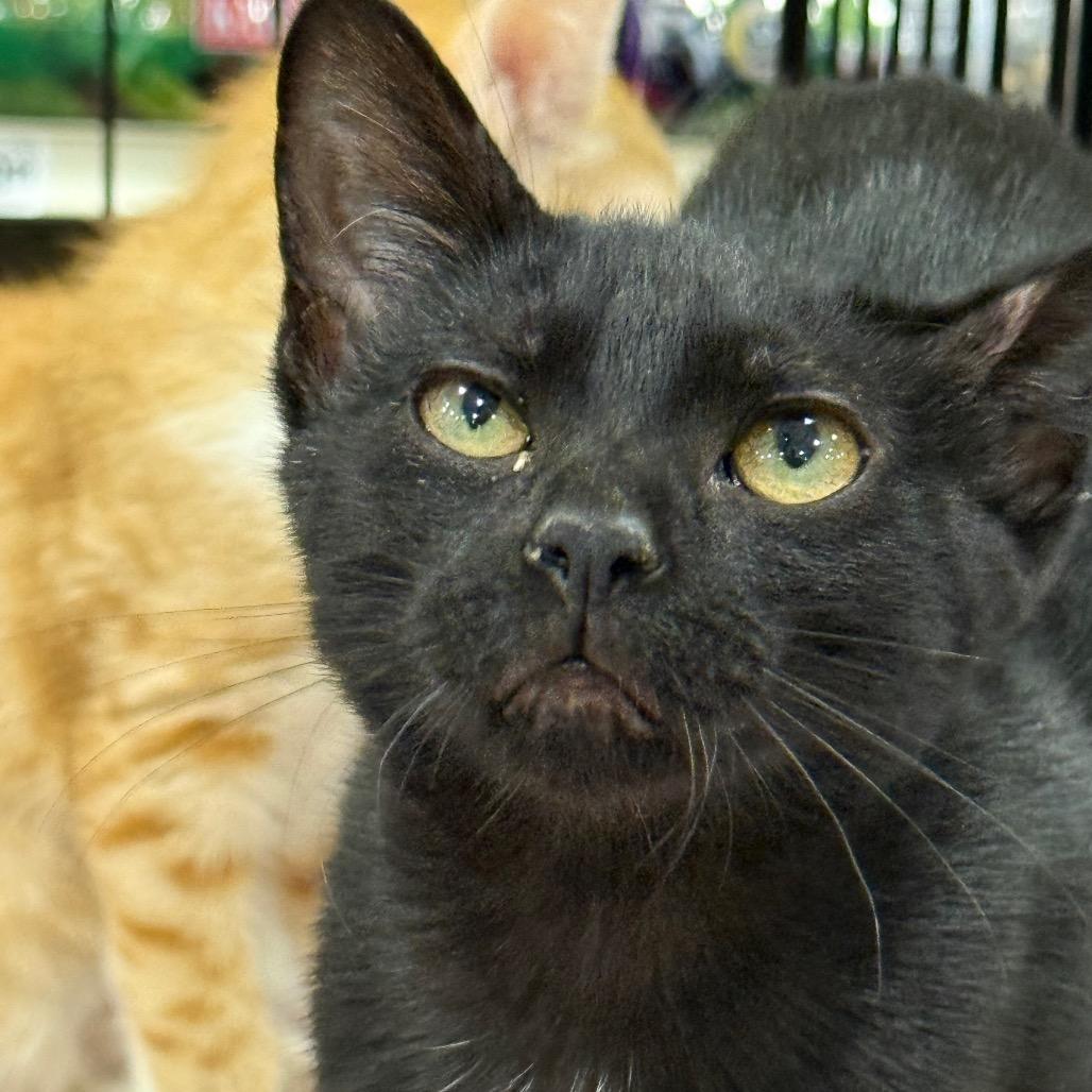 Enlarge JellyBean, a Adoptable Domestic Short Hair in New Port Richey, FL image 2/2