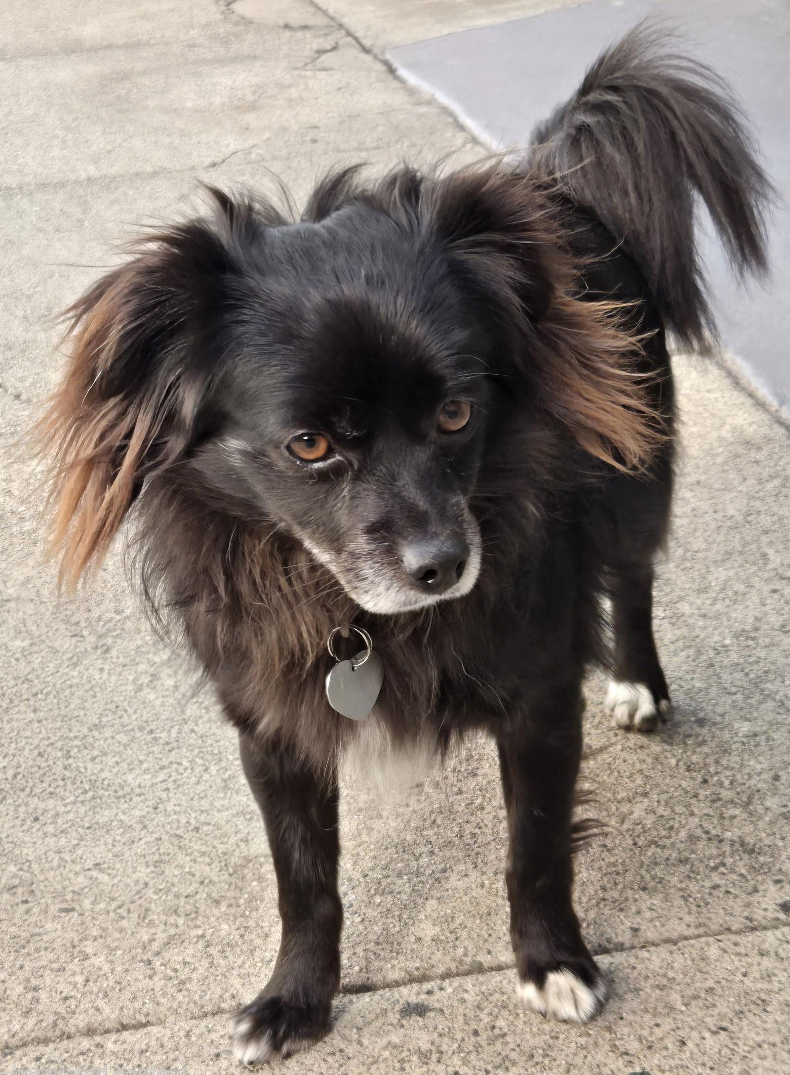Domino, Adoptable, Adult Male Pomeranian.