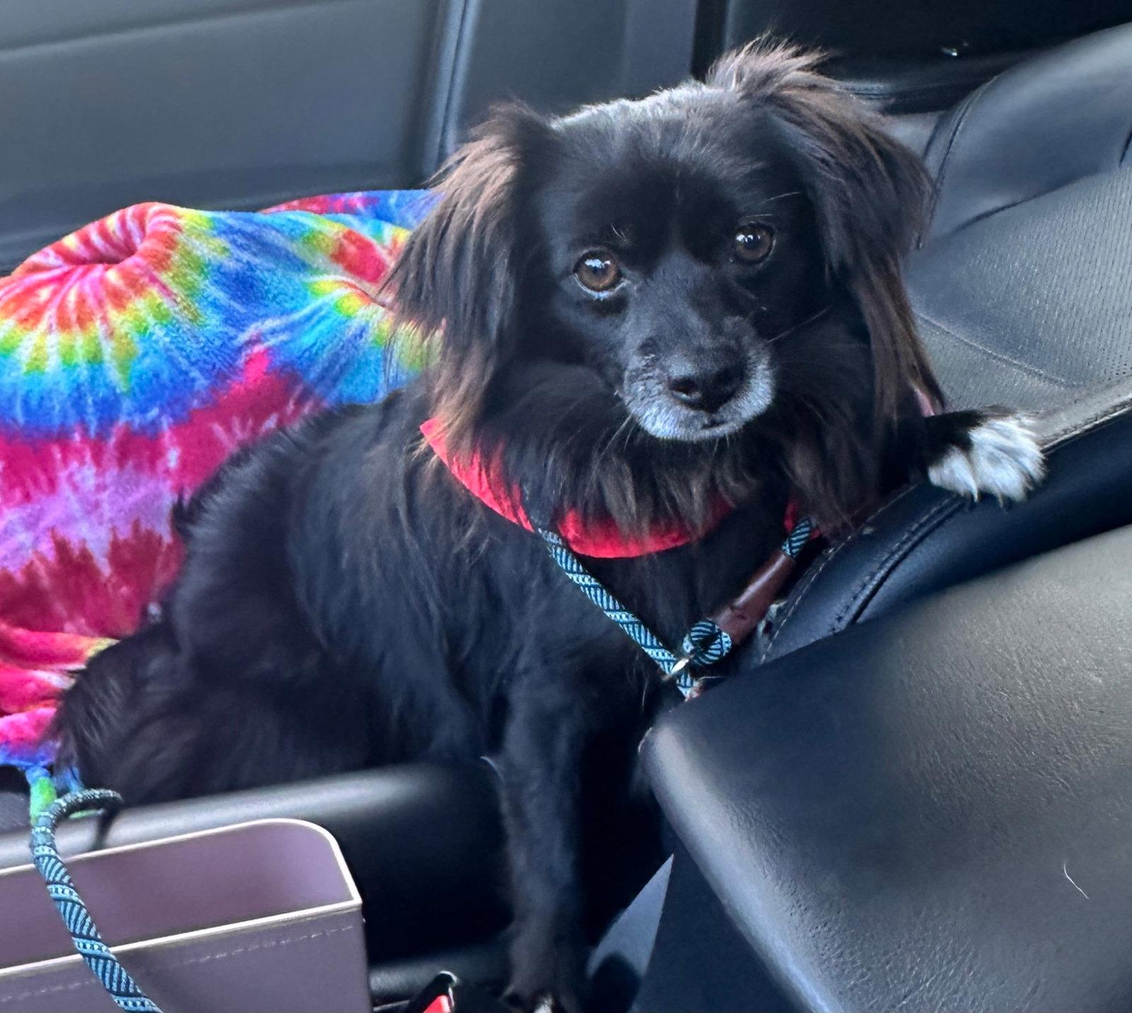 Domino, Adoptable, Adult Male Pomeranian.