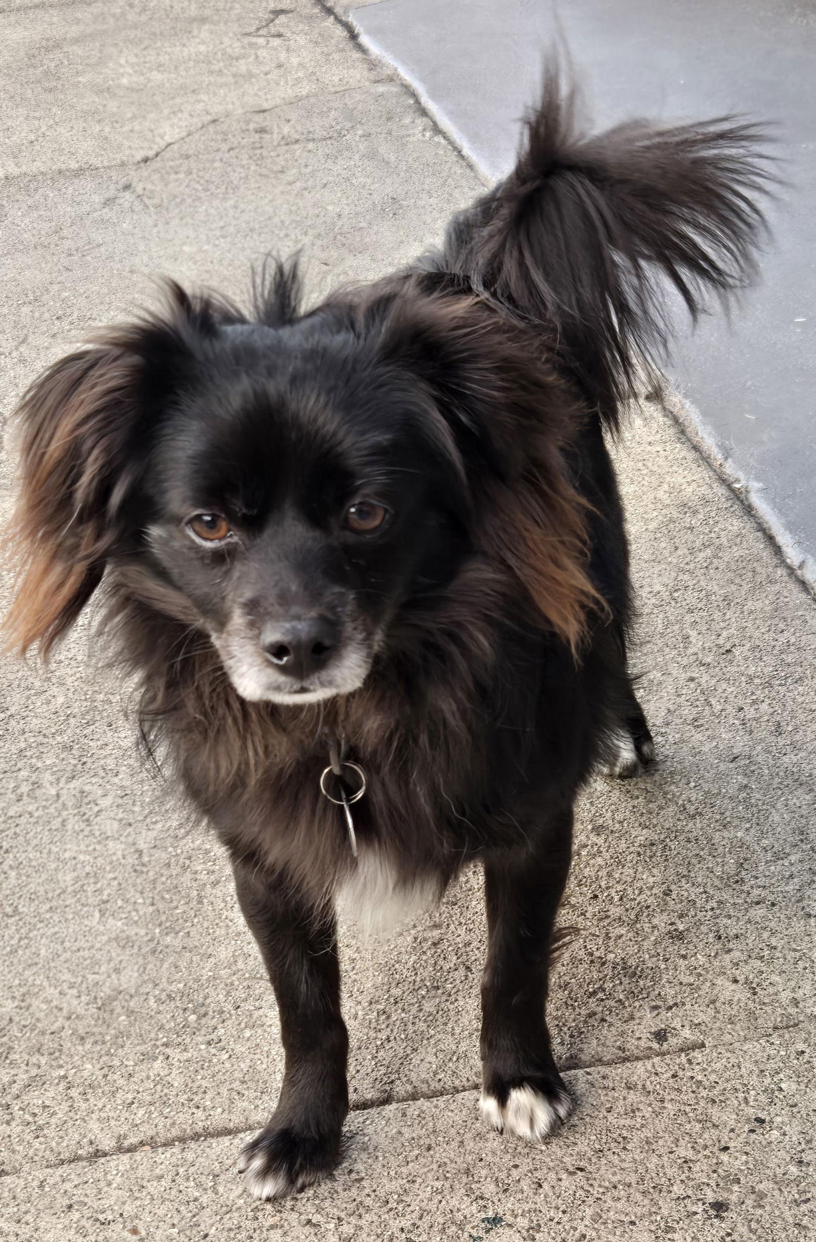 Domino, a Adoptable Pomeranian in Los Angeles, CA image 2/3