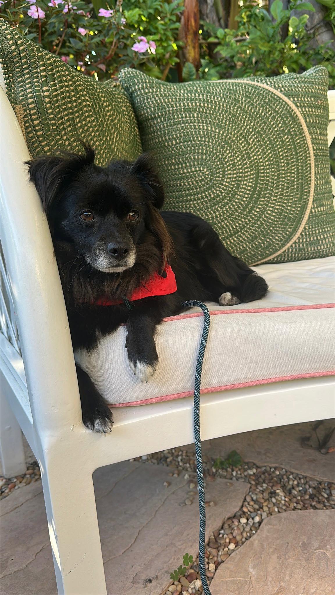 Enlarge Domino, a Adoptable Pomeranian in Los Angeles, CA image 2/3