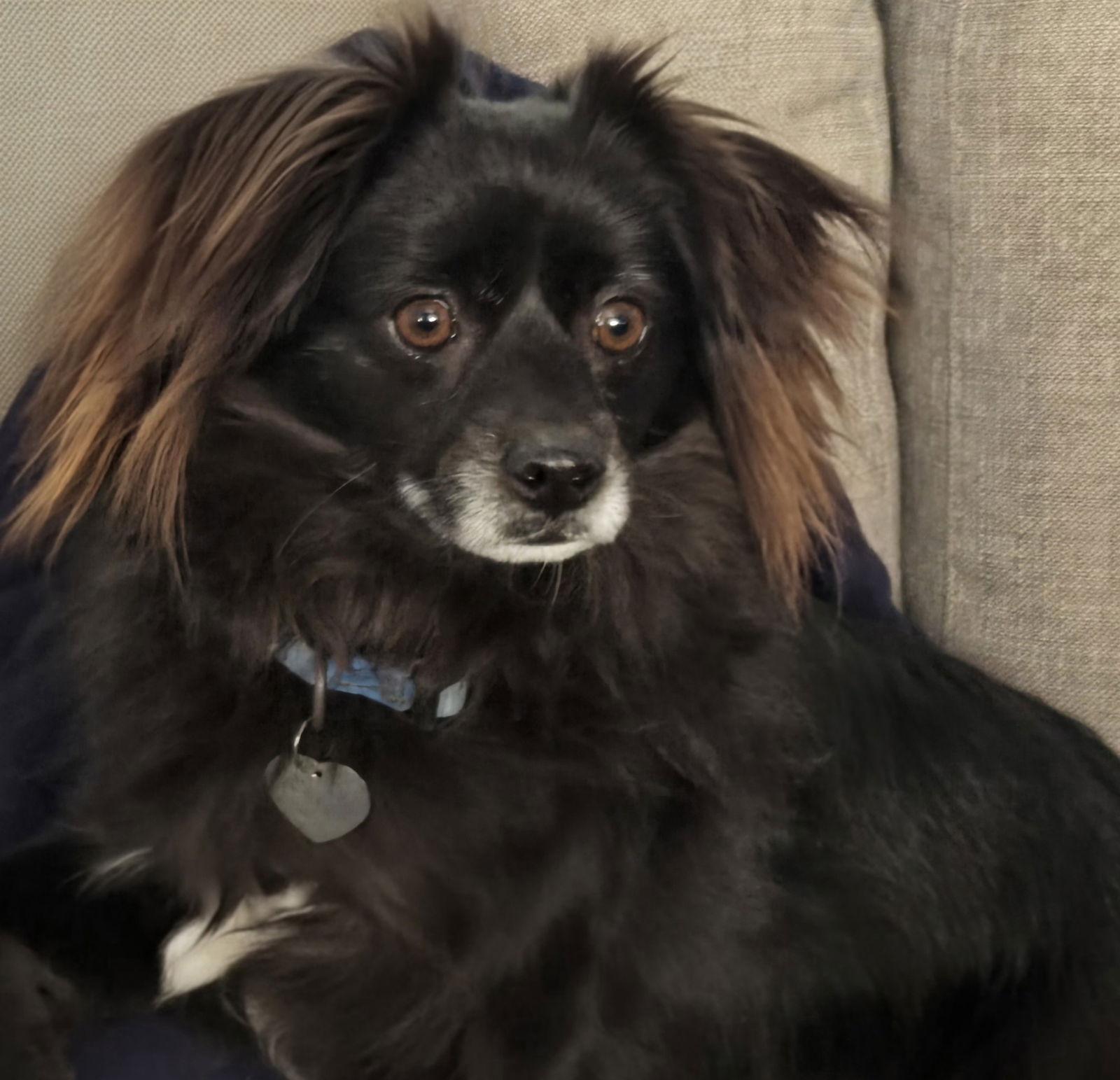 Domino, a Adoptable Pomeranian in Los Angeles, CA image 3/3