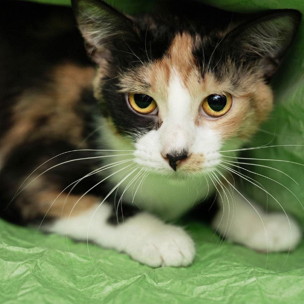 Waverly, Adoptable, Adult Female Domestic Short Hair.