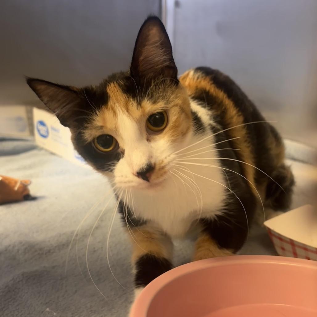 Enlarge Waverly, a Adoptable Domestic Short Hair in Belleville, IL image 2/2