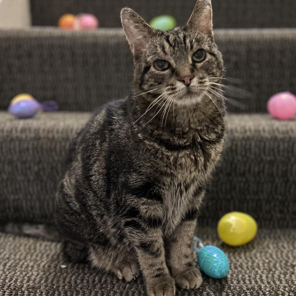 Enlarge Charlie, a Adoptable Domestic Short Hair in Bountiful, UT image 1/5