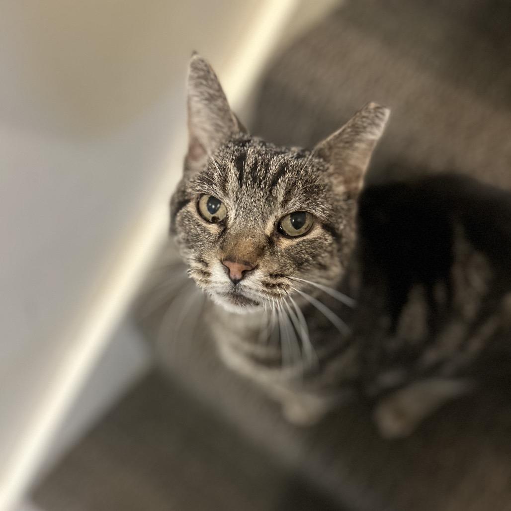 Charlie, Adoptable, Senior Male Domestic Short Hair.